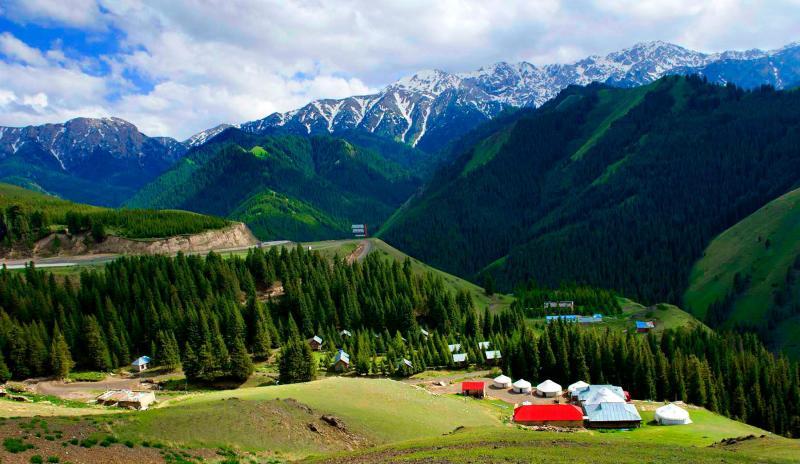 太阳成集团tyc7111cc-绿柄桑国际需求量有增加趋势(图3) 太阳成集团tyc7111cc