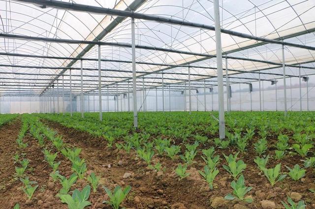 太阳成集团tyc7111cc