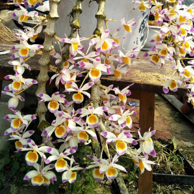 太阳成集团tyc7111cc