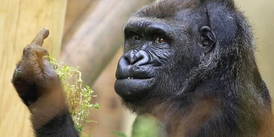 太阳成集团tyc7111cc